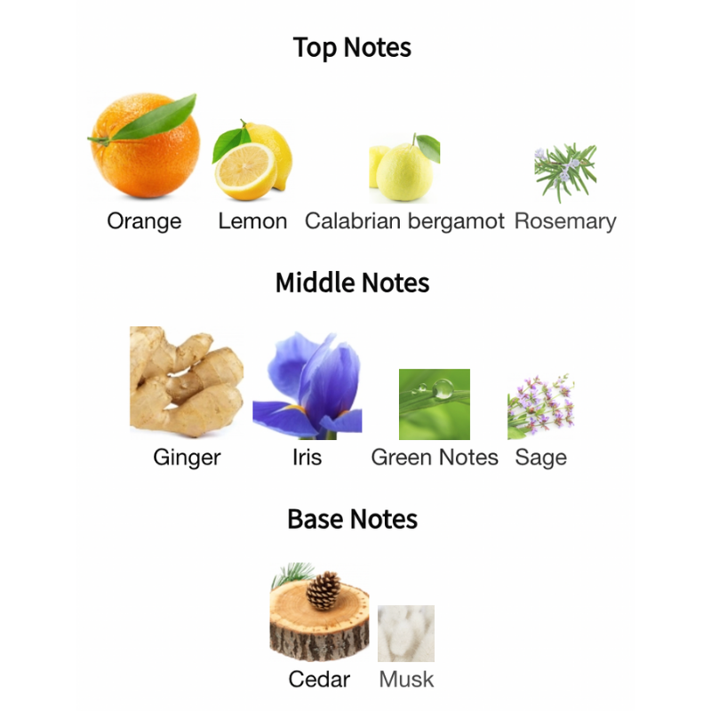 Acqua Di Pino Eau De Cologne Concentree Spray By Pino Silvestre